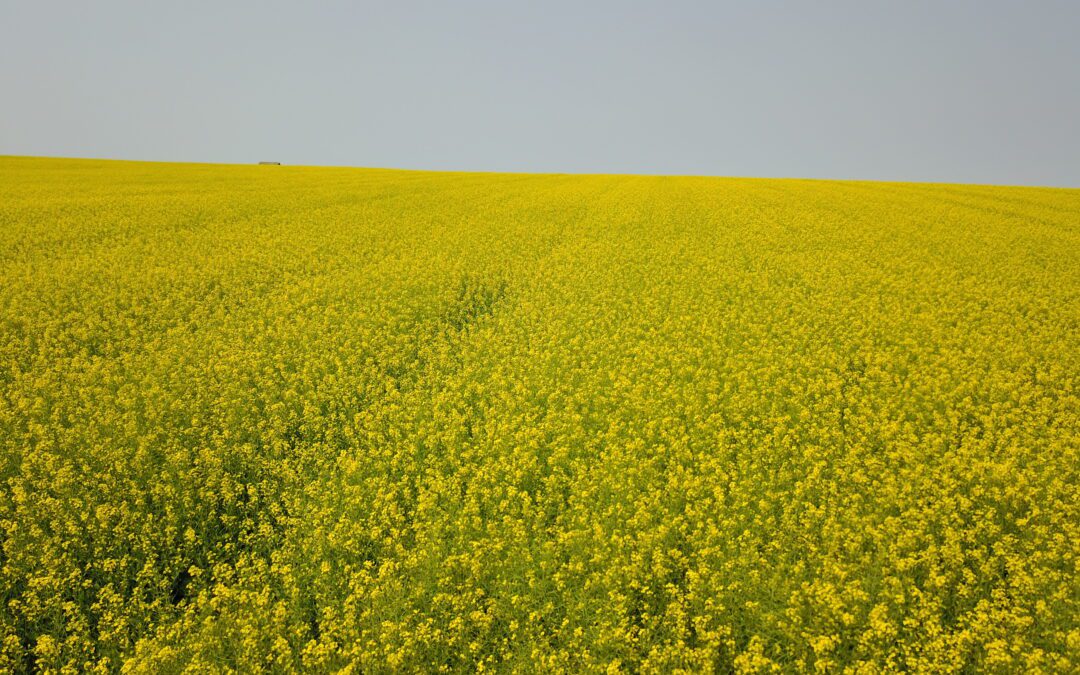 canola field